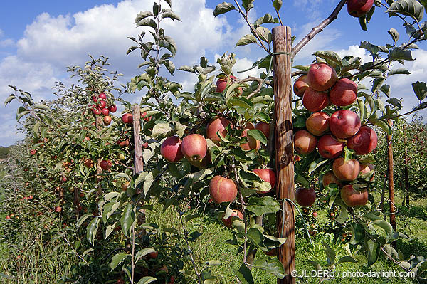 agriculture